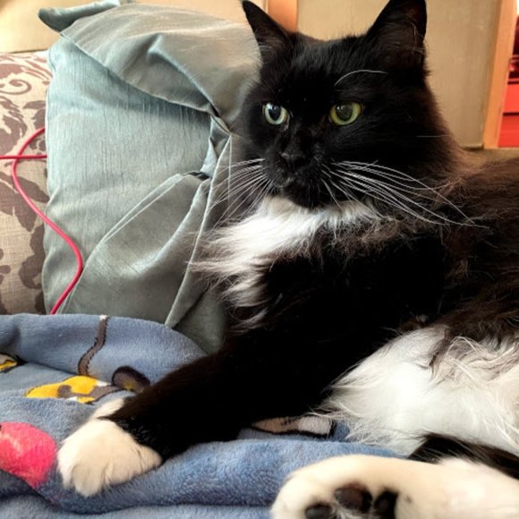 Pet friendly closet! - Picture 2 of 9